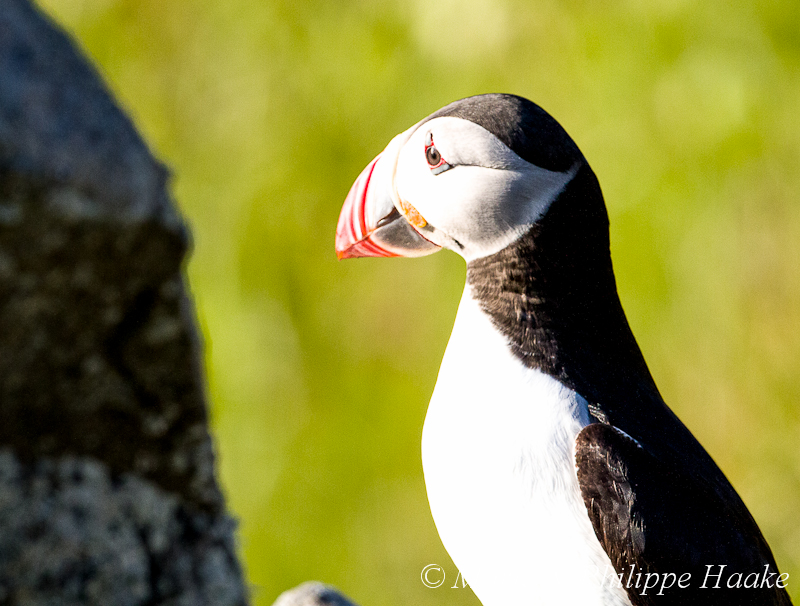 Macareux 8715.jpg - Macareux moine, Fratercula arctica, Atlantic Puffin (Norvège, juin 2012)